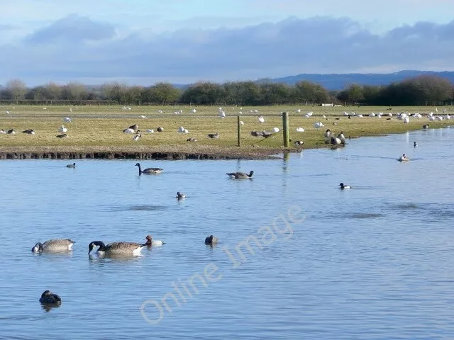 Photo 6x4 Wildfowl and Wetlands Trust, Slimbridge Shepherd's Patch View n c2010