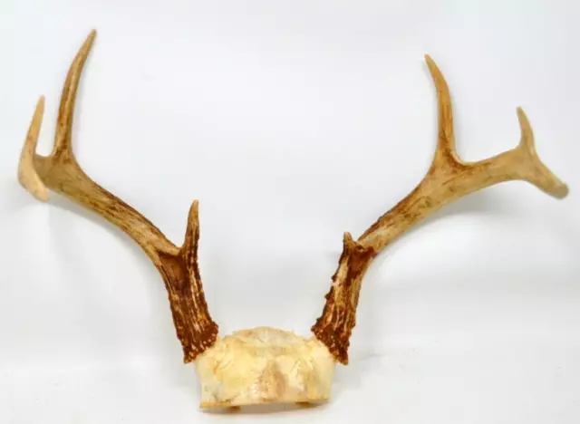 Whitetail Deer on Skull Bone 8 Point Antler Horn Mount Taxidermy Rack Cabin