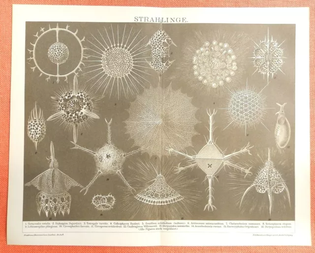 STRAHLINGE RADIOLARIEN  Strahlentierchen URTIERE Lithographie 1895 Rhizopoden