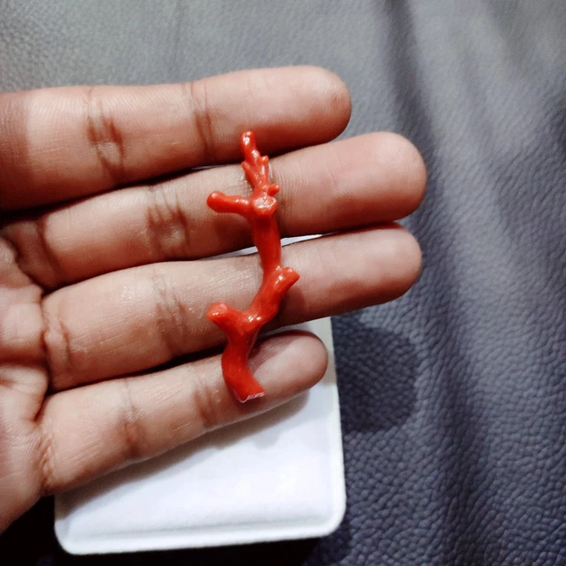 Corail Rouge Naturel D'Italie - Branche Polie Pour Collection Ou Création Bijoux