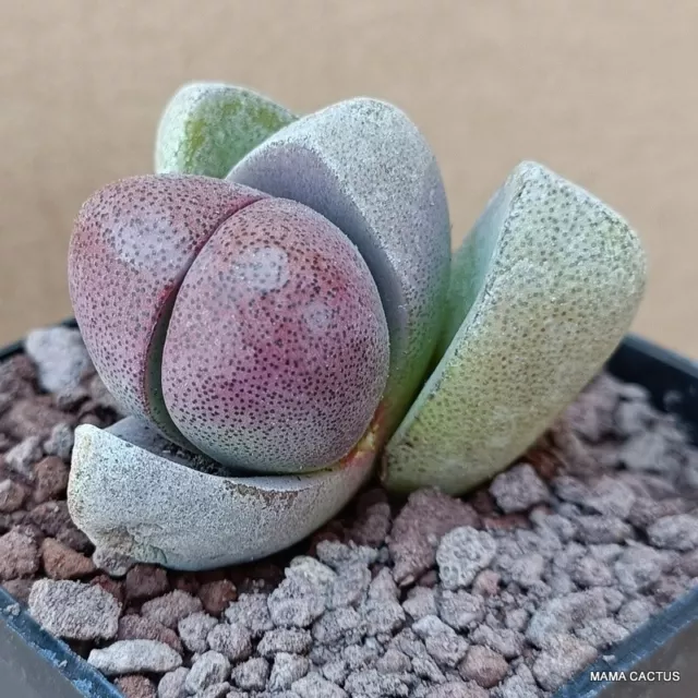 D1661 PLEIOSPILOS NELII ROYAL FLUSH pot7-H5-L6 cm MaMa Cactus