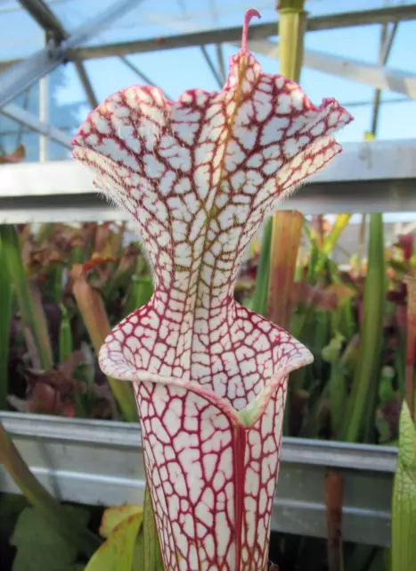 Sarracenia Leucophylla “Helmut’s Delight MKL81”  JSL40 carnivorous plant