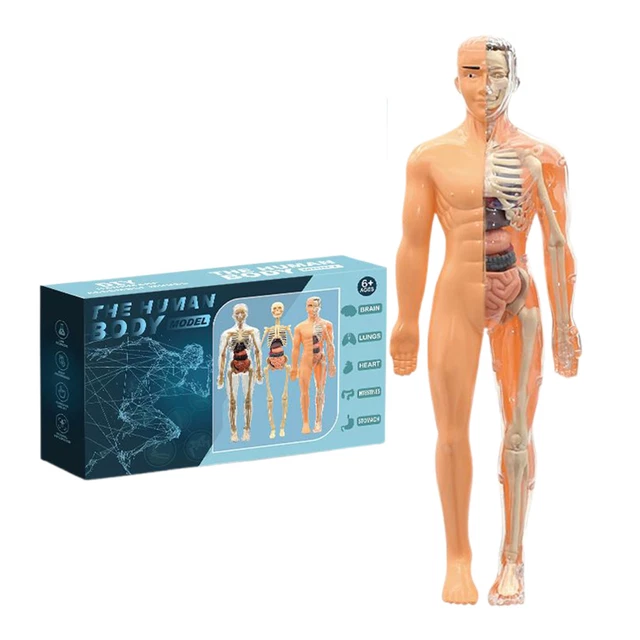 HUMAN BODY STRUCTURE model 3D Educational Anatomy Figure Assembly Toys ...
