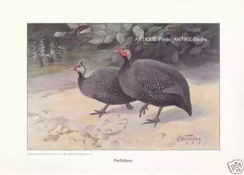 Perlhühner Perlhuhn Hühnerrassen Farbdruck 1925 Reprint