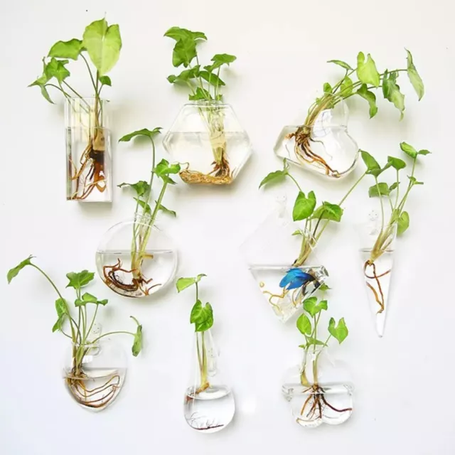 Wall Hanging Glass Vase & Fish Tank: Fashion Terrarium Planter -Home Decor Plant