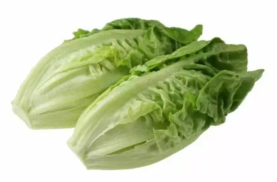 Vegetable - Lettuce - Little Gem - 3000 Seeds - Salad Leaves - First Class