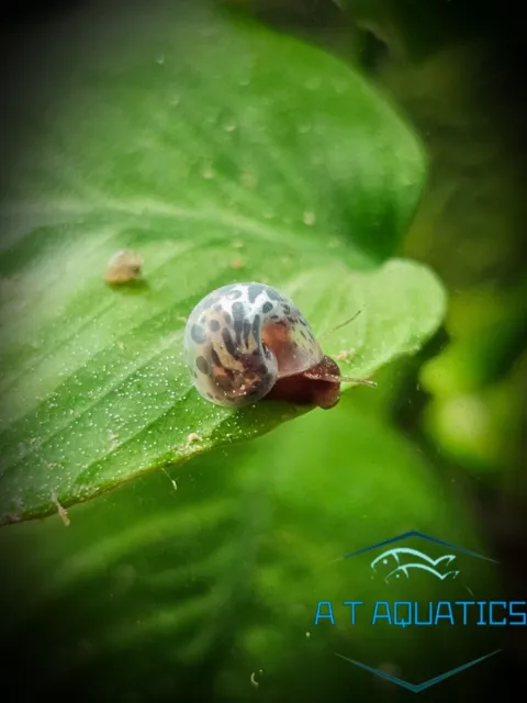 5x, Rare, A grade, Blue Leopard Ramshorn Snails - Aquarium, UK Bred, Algae Eater