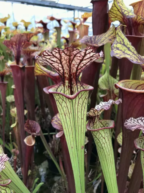 Sarracenia leucophylla "OP" (100+ seeds) Carnivorous Pitcher Plant, Canada