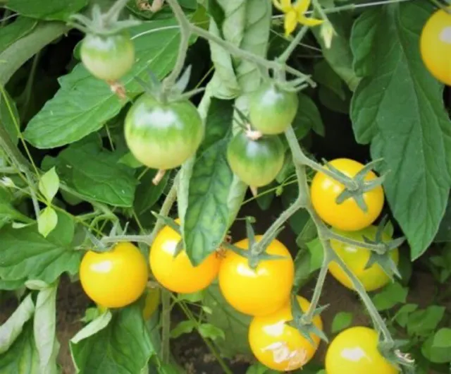 graine tomate taille cerise variété Jaune Bio X100