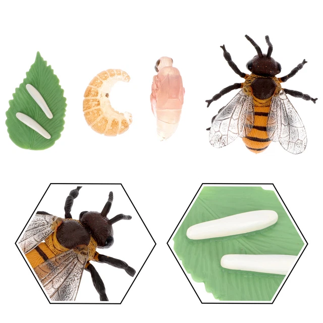BEE GROWTH MODEL Plastic Child Life Cycle Simulation Models £9.45 ...