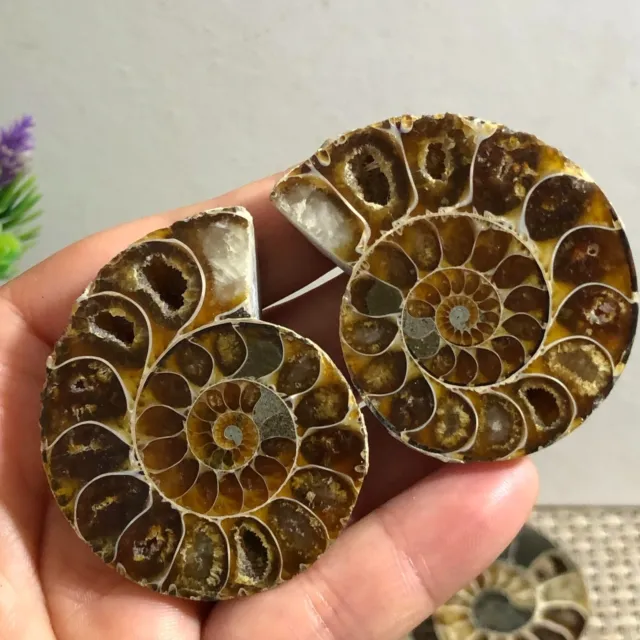 1 pair of Split Ammonite crystal Specimen Shell Healing Madagascar 65g c452