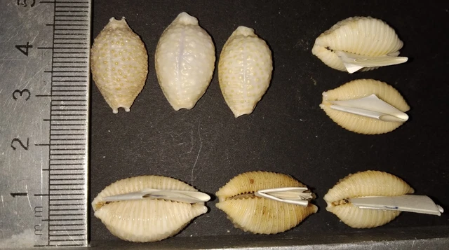 COLLECTION CYPRAEA : CYPRAEA NUCLEUS lot de 8 EUR 5,00 - PicClick FR