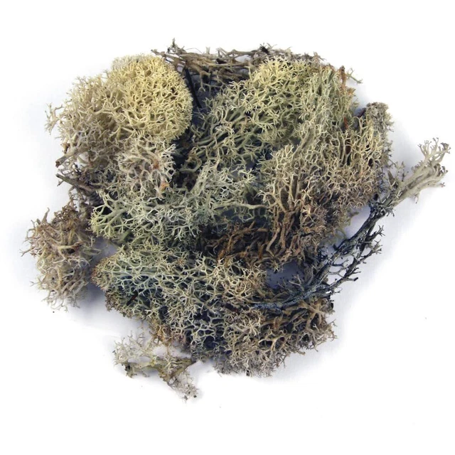 Rayher 8503231 musgo islandés, natural, Btl. 100 g, musgo natural auténtico - Aceptable