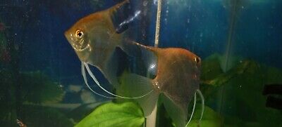 3 Dime  Size Golden Angel Fish
