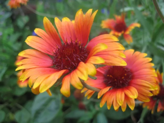 Gaillardia Aristata Grandiflora Mixed 400 Seeds Perennial Flower 2