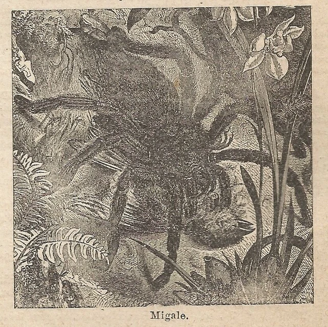 A0385 MIGALE - Gravure ancienne de 1907 - Gravure sur bois EUR 5,90 ...