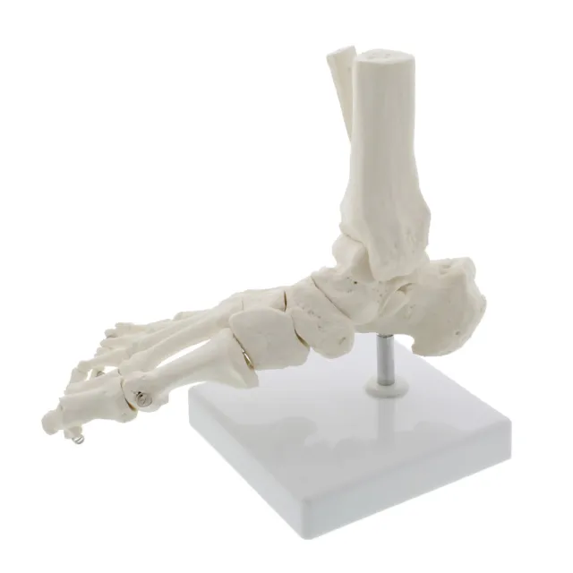 MonMed Life Size Foot and Ankle Model Anatomical Foot Model Skeleton Bones Model