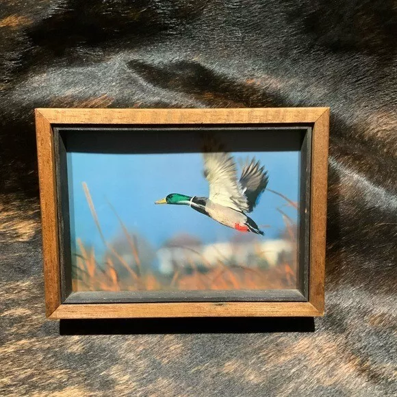 Mallard Duck framed Photo Duck in Flight Glossy Photograph Wooden Frame 5" x 7"