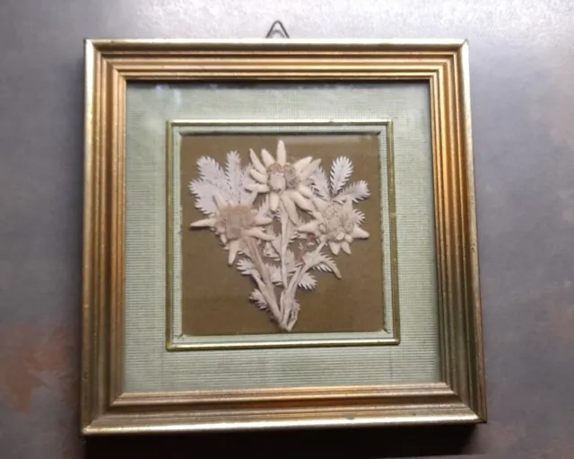 Dried Edelweiss Framed Picture,14.5cm,Bakerlite Frame