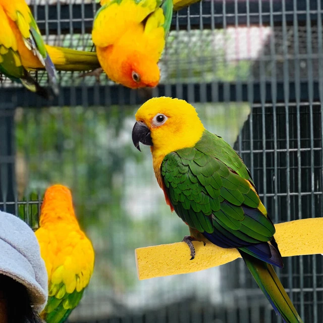Haustiere Spielzeug Sittich Sitzstange Vogelspielzeug Papagei Sitzstangen 3