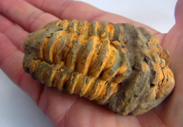 Flexicalymene Trilobite Fossile Dal Marocco 70mm Educativo