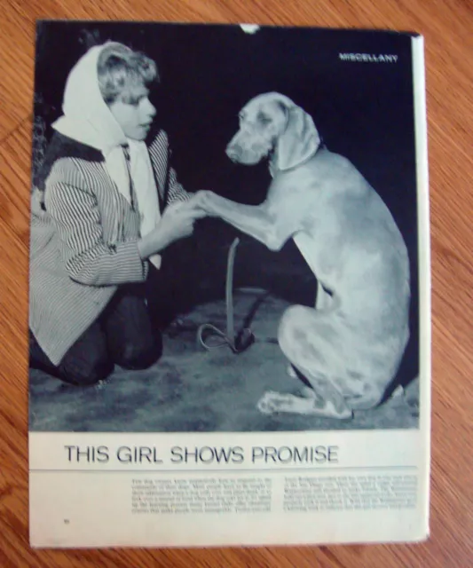 1964 Article Photo Ad Weimaraner Dog