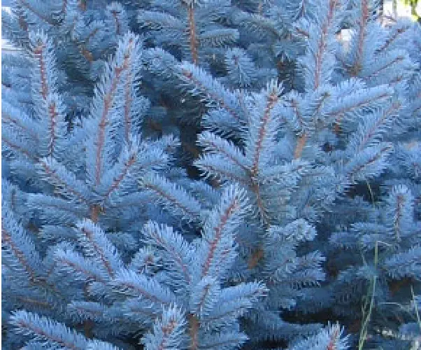 ABETO AZUL  Picea  pugens glauca  50 Semillas - Seeds Samen Graines