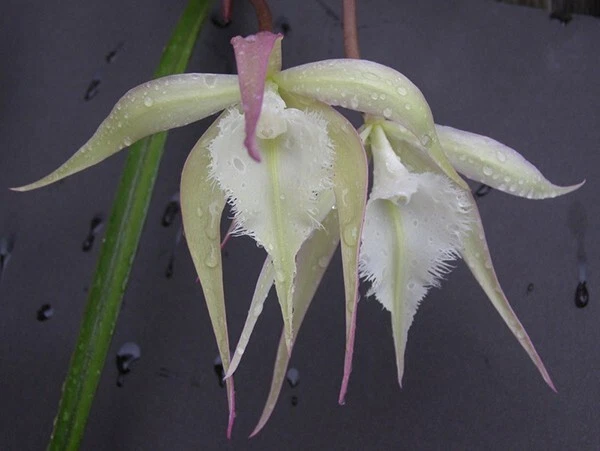 Orchid Orchidee Brassavola David Sander, FRAGRANT  (22Pr)