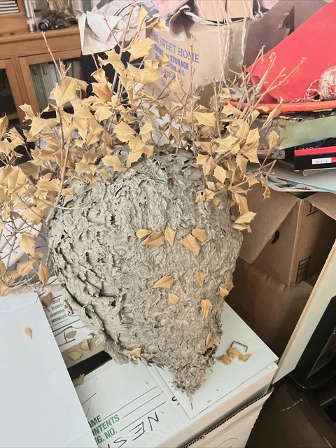 Nice Bald Faced Hornet's Nest Hive Paper Wasp Specimen Great Display with branch
