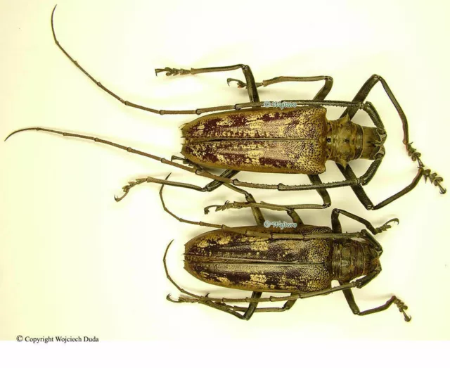 Batocera gerstaeckeri - pair, male + 45mm, female + 50mm