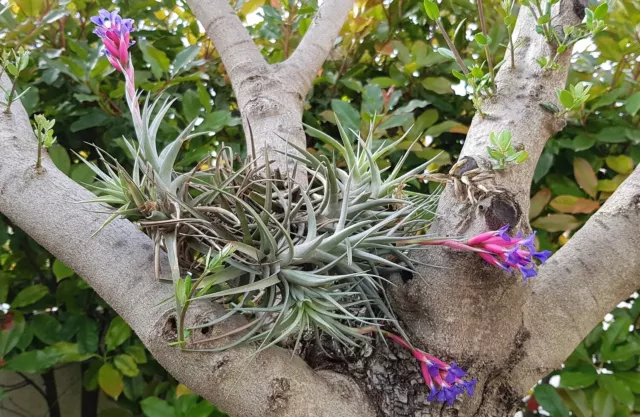 Tillandsia Aeranthos