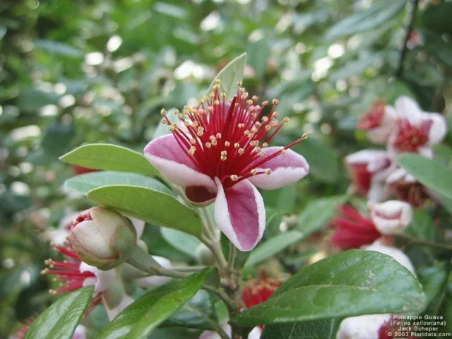 PIANTA DI FEIJOA AD ALBERELLO IN VASO 20 CM (foto reale) ALTEZZA 140/160 CM