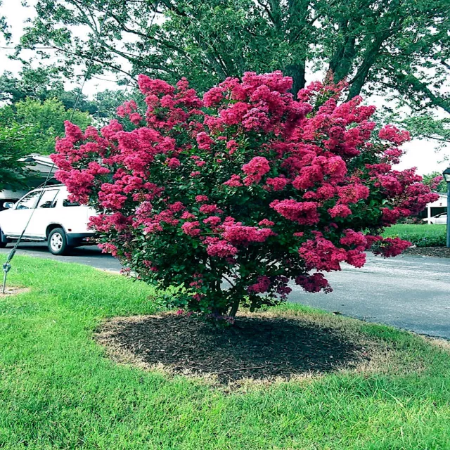 CRAPE MYRTLE TREE SEEDS Crepe (Lagerstroemia Indica) Fast Lilac Flower