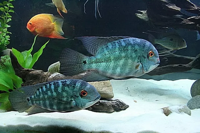 Super White Fish Tank Aquarium  Sand Cichlid / Crafts / Beta / Ant's   8 Lbs
