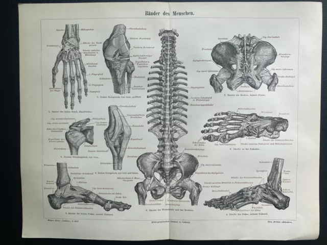 antike Grafik Medizin / Anatomie:  Die Bänder des Menschen um 1900