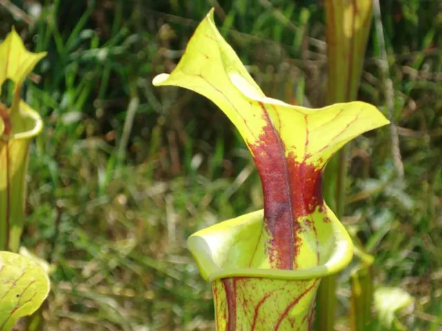 Fleischfressende Pflanze Jung, Schlauchpflanze, Sarracenia flava, 5-10cm!