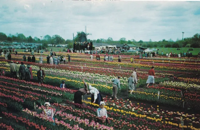 Vintage Postcard Tulip Time In Holland Michigan Nelis Tulip Farm
