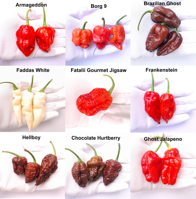 Worlds Hottest Chilli Seeds - 9 Varieties 18 Seeds + Superhot Chilli Seeds Set 5