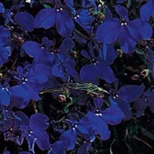 50 + Lobelia Azul Medianoche Colgante Perennial Semillas de Flor