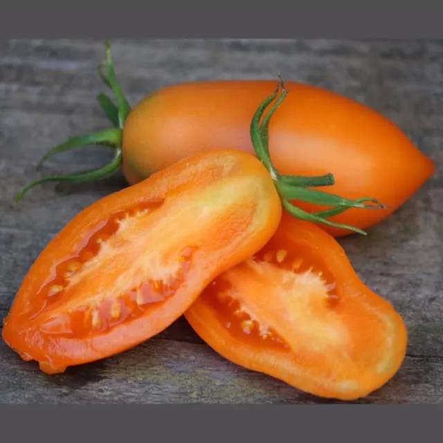 Tomate ORANGE BANANA 10 Samen RUSSISCHE SORTE süß ERTRAGREICH aromatisch