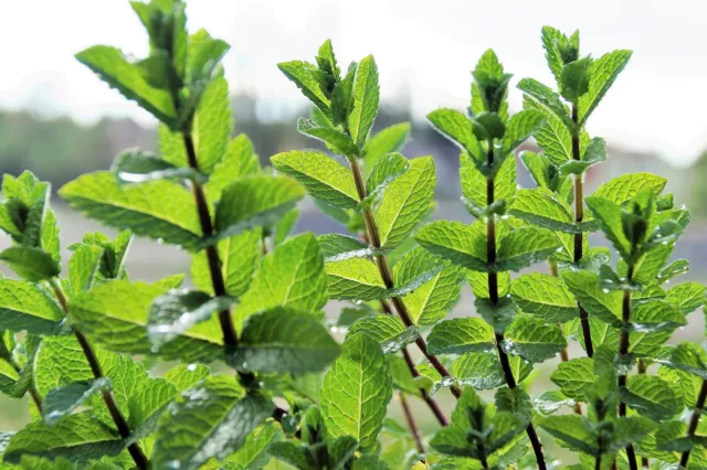 1000 Samen Echte Pfefferminze Minze Winterhart mentha piperita Tee und Heilkraut