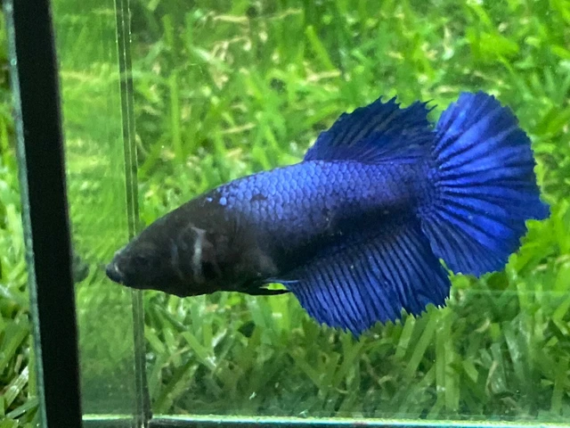 Live Betta Fish - Female - Fancy Blue Half Moon HMPK,Age 3 month From Thailand