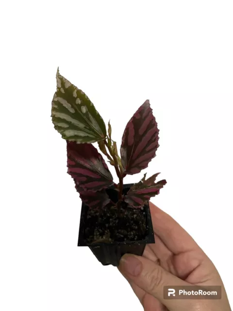 Begonia sp. Julau rare plant aroid monstera philodendron terrarium