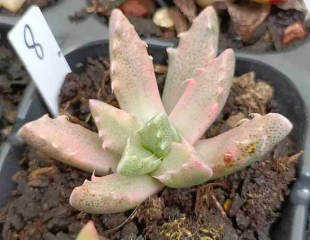 Faucaria tigrina Variegated  rare succulent