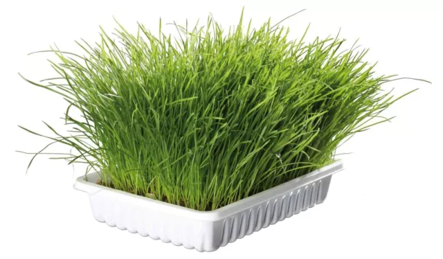 Trixie Cat Grass Kit Hairball Remedy for Kitten & Cat Tray Included Grow Grass