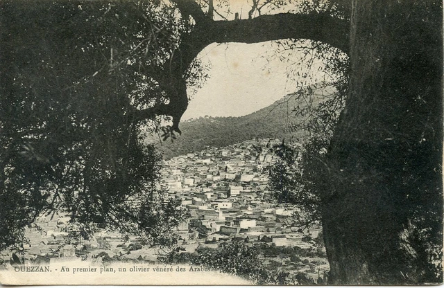 Carte Postale // Maroc // Ouezzan Un Oliivier Venere Des Arabes