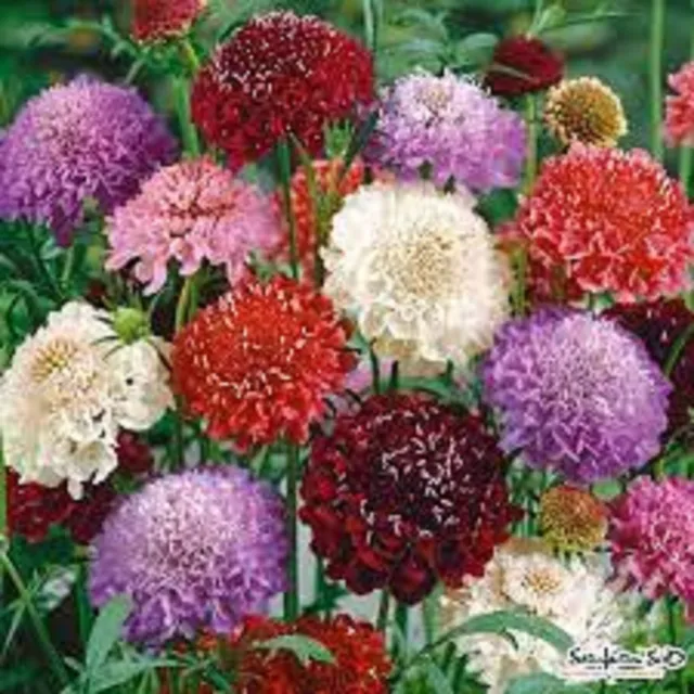 Scabiosa Imperial Mix 100 Seeds Fragrant Drought Tolerant COMBINED SHIPPING
