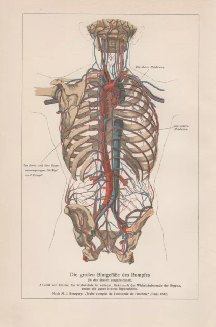 Mensch Blutgefäße des Rumpfes Hohlvene Aorta Venen LITHOGRAPHIE von 1911