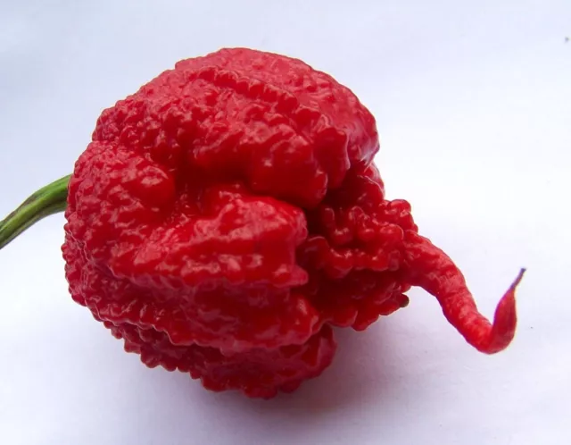 30  SEMI DI CAROLINA REAPER  peperoncino piu piccante al mondo  HP22B -GUINNES