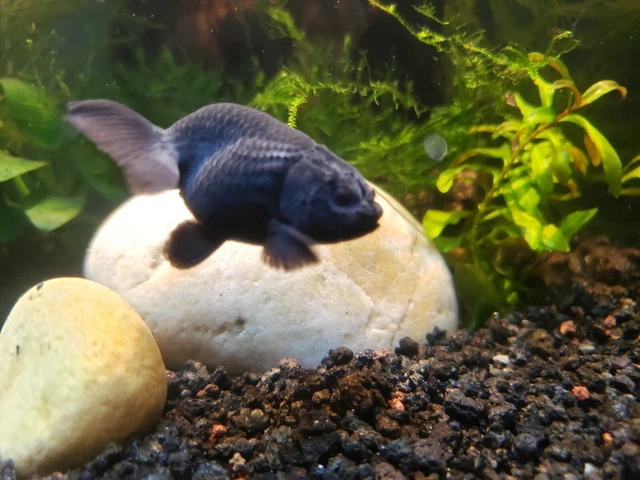 3x Black Ranchu Goldfish (1.5-2") Live Fish 2Day Fedex shipping 2